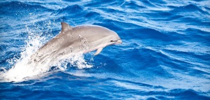 Dolphin & Whale Watching Experience
