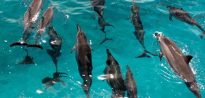 Dolphin Star Wild Dolphin Watch BBQ & Snorkel Tour